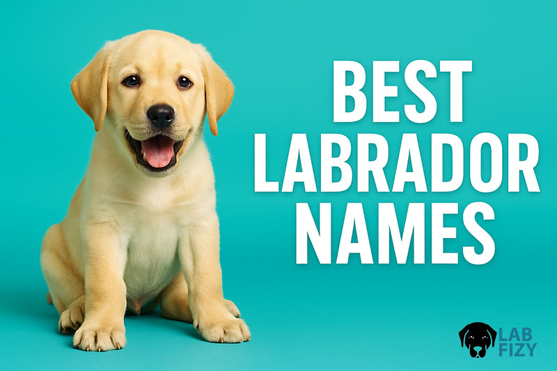 Best Dog Names Labrador