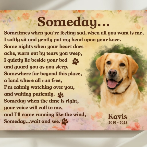 Someday labrador