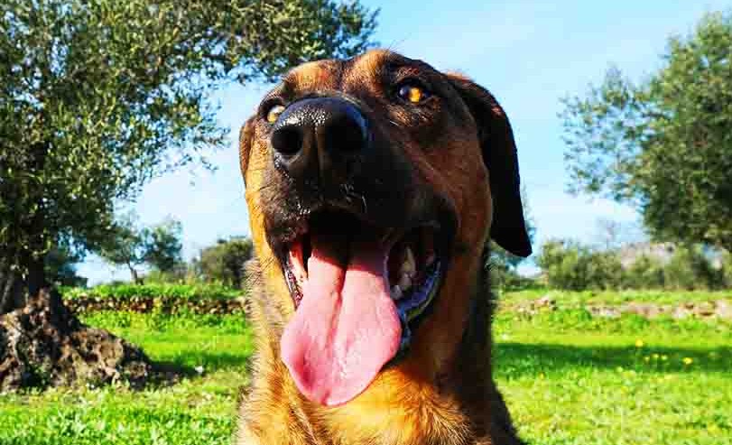 belgian shepherd malinois labrador retriever mix