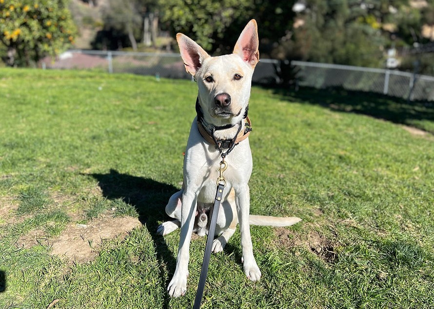 Belgian Shepherd Malinois Labrador Retriever Mix 2 belgian shepherd malinois labrador retriever mix1